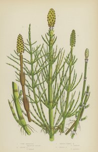 Corn Horsetail, Rough Horsetail, Glat Naked Horsetail, Marsh Horsetail (Color Litho) af English School