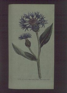 Kornblomst (Centaurea montana), tallerken 77 fra William Curtis