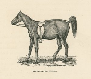 Cow-Bellied Horse (gravering) af English School