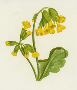 Cowslip, Spring Primrose (farve litho) af English School