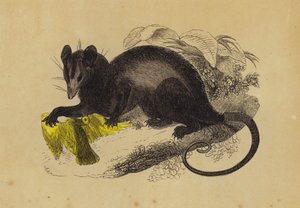 Krabbespisende opossum (farve litho) af English School