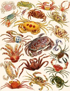 Krabber af English School