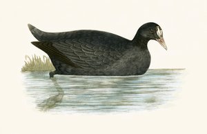 Crested Coot, illustration fra 