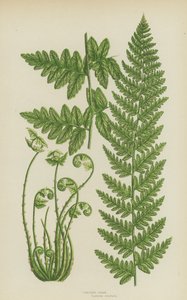 Crested Fern (farve litho) af English School