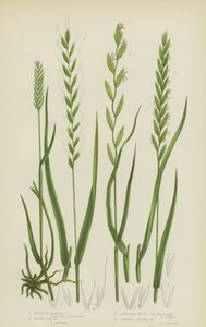 Crested Wheat, Rushy Sea Wheat, Creeping Wheat eller Couch Grass, Fibrøs Hvede (farve litho) af English School