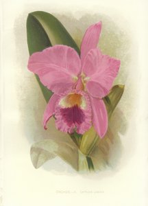 Crimson Cattleya af English School