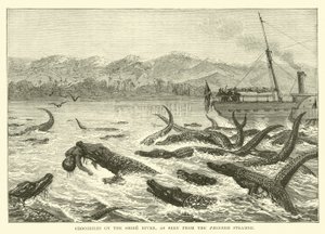 Krokodiller på Shire-floden, set fra Pioneer Steamer af English School