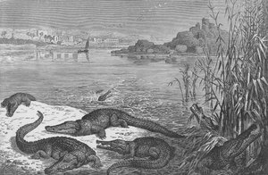 Krokodiller på Øvre Nil af English School