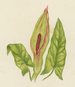 Gøgeurt, Arum Maculatum (farvelitografi) af English School