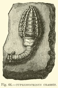 Cupressocrinus crassus  af English School