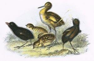 Curlew, Land Rail, Agerhøne og hedehøne (med uret)