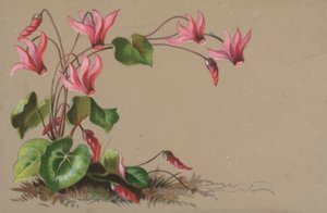 Cyclamen af English School