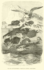 Dactylopterus Volitans, Flying Gurnards  af English School