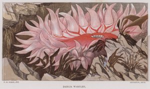 Dahlia Wartlet (farvelitografi) af English School