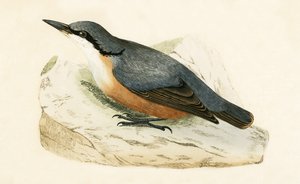 Dalmatian Nuthatch, illustration fra 