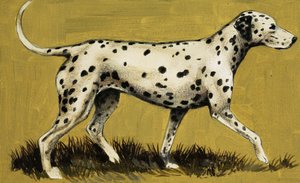 Dalmatiner hund af English School