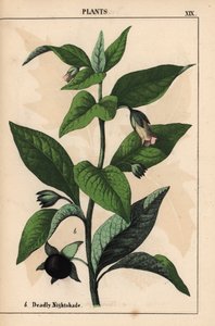 Dødelig natskygge   , fra "The Instructive Picturebook, or Lessons from the Vegetable World," [Charlotte Mary Yonge], Edinburgh af English School