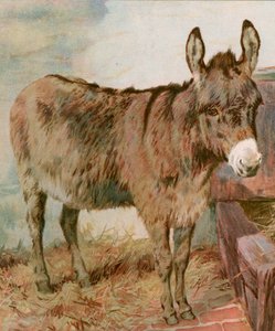 Kære gamle Neddy af English School