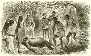 Du Chaillus første gorillas død af English School