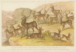 Hjorte (farvet gravering) af English School