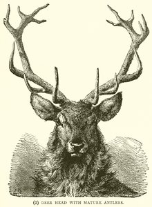 Hjortehoved med modent gevir af English School