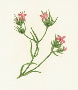 Deptford Pink, Dianthus Armeria af English School