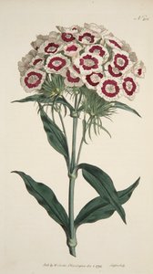 Dianthus Barbatus Bearded Pink, pub. 1792 håndkoloreret gravering. af English School