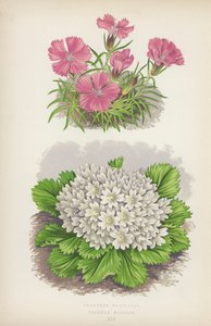 Dianthus Glacialis; Primula Nivalis (farvelitografi) af English School