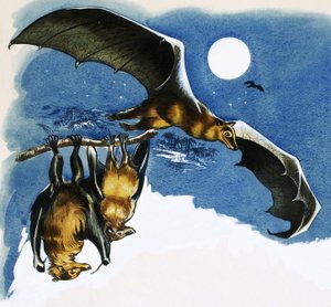 Forskellige arter af flagermus af English School