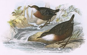 Dipper af English School