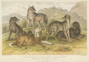 Hunde og ulve (farvet indgravering) af English School
