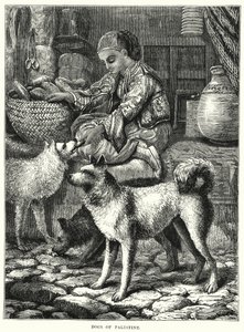 Hunde fra Palæstina (gravering) af English School