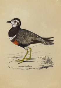 Dotterel (farve litho) af English School