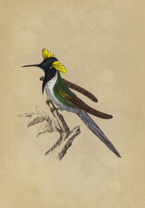 Dobbeltkammet kolibri (farve litho) af English School
