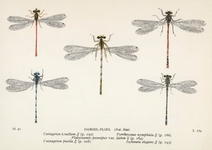 Guldsmede: Damsel-flies (farvelitografi) af English School