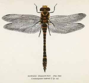 Guldsmede: Hawker Dragon-Fly (farvelitografi) af English School