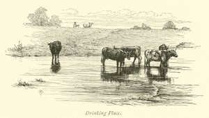 Drikkested af English School