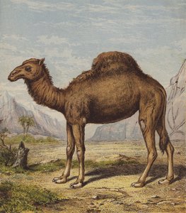 Dromedar