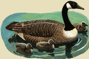 And og kyllinger af English School