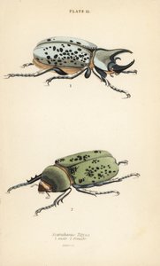 Østlig Hercules bille, Dynastes tityus, han 1, hun 2 af English School