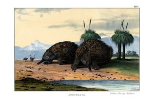 echidna af English School