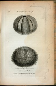 Echinus esculentus eller almindelig havpindsvin; Det samme med rygterne gnides af, fra 