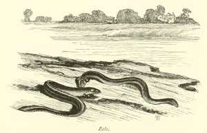 Aale von English School