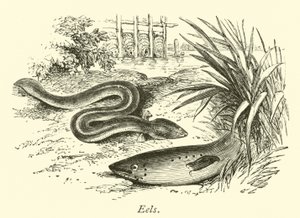 Ål af English School