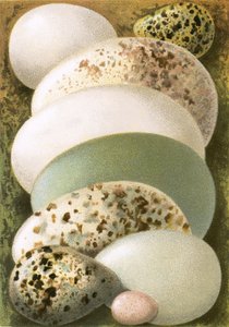 Æg af English School