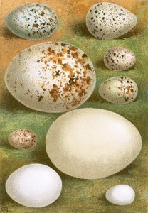 Æg af English School