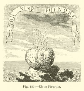 Elena Piscopia af English School