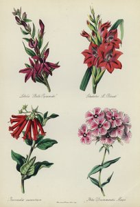 English Flower Garden: Lobelia "Belle Pyramide", Gladiolus "M Blouet", Bouvardia aurantiaca, Phlox Drummondii Mayiidani af English School