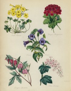 English Flower Garden: Oxalis Cernua, Unique Pelargonium, Torenia Asiatica, Dielytra Spectabilis, Ribes Albidumdani af English School