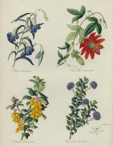 Engelsk blomsterhave: Sollya linearis, Tacsonia manicata, Berberis Darwinii, Ceanothus dentatus (farvelitografi) af English School